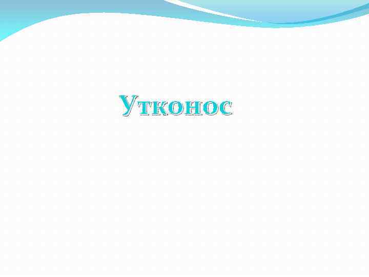 Утконос 
