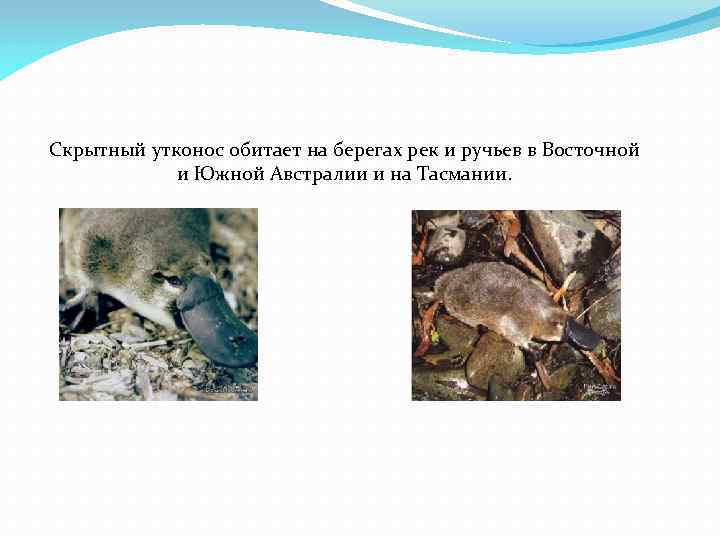 Скрытный утконос обитает на берегах рек и ручьев в Восточной и Южной Австралии и