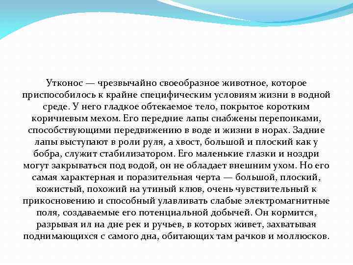 Утконос — чрезвычайно своеобразное животное, которое приспособилось к крайне специфическим условиям жизни в водной