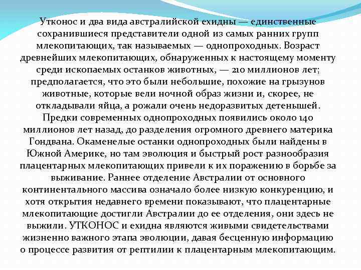 Утконос и два вида австралийской ехидны — единственные сохранившиеся представители одной из самых ранних