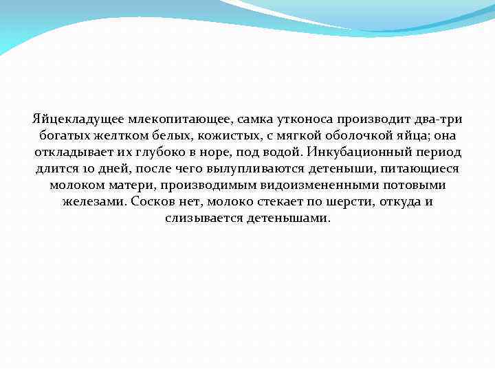 Яйцекладущее млекопитающее, самка утконоса производит два-три богатых желтком белых, кожистых, с мягкой оболочкой яйца;