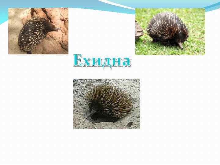 Ехидна 
