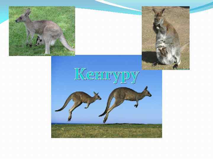Кенгуру 