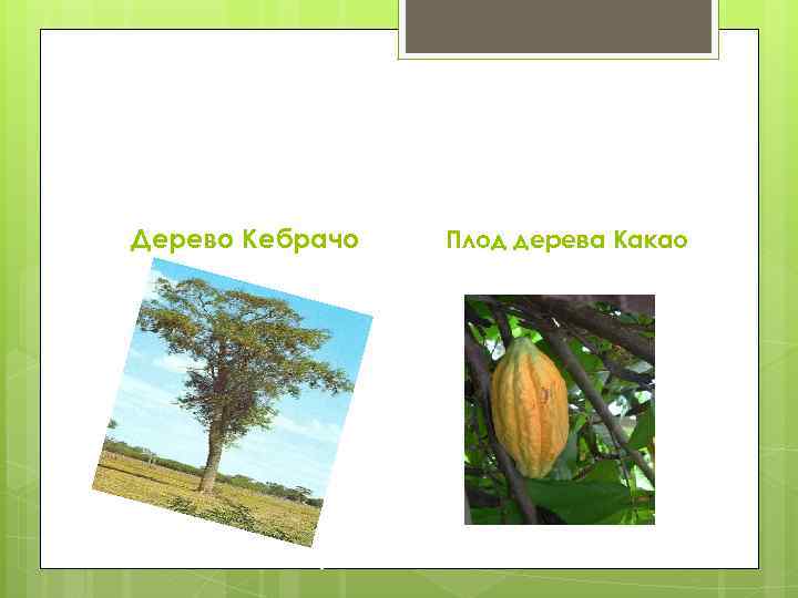 Дерево Кебрачо Плод дерева Какао 