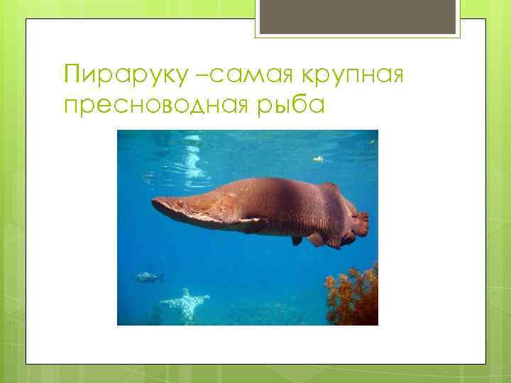 Пираруку –самая крупная пресноводная рыба 