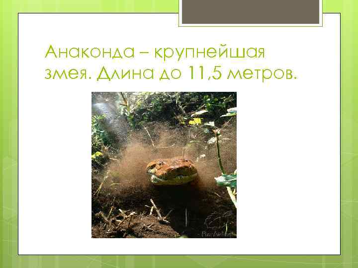 Анаконда – крупнейшая змея. Длина до 11, 5 метров. 