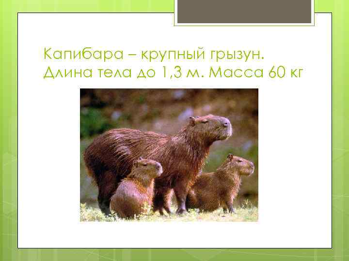 Капибара – крупный грызун. Длина тела до 1, 3 м. Масса 60 кг 