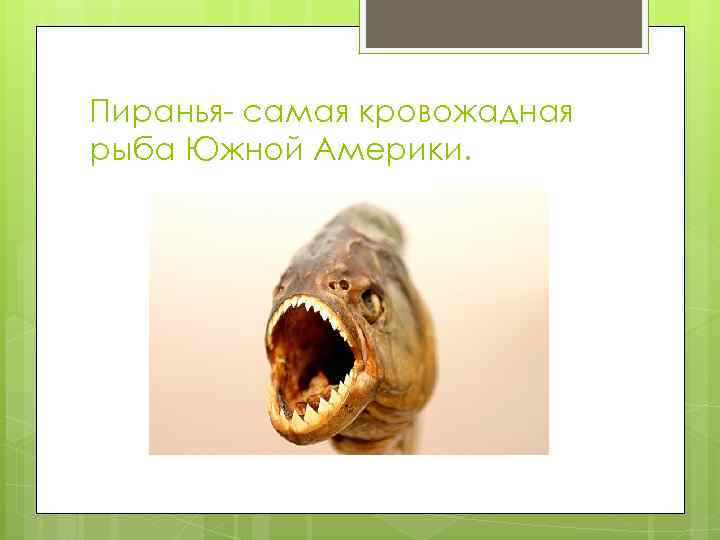 Пиранья- самая кровожадная рыба Южной Америки. 
