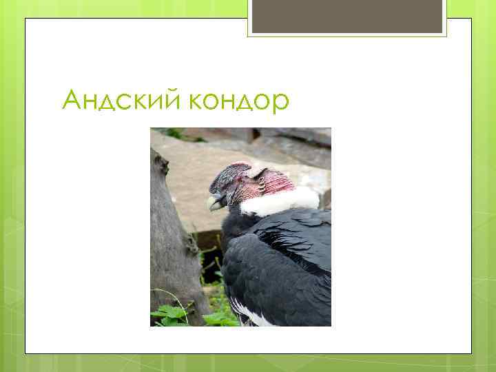 Андский кондор 