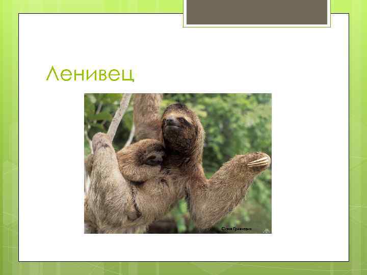 Ленивец Саня Гриневич 