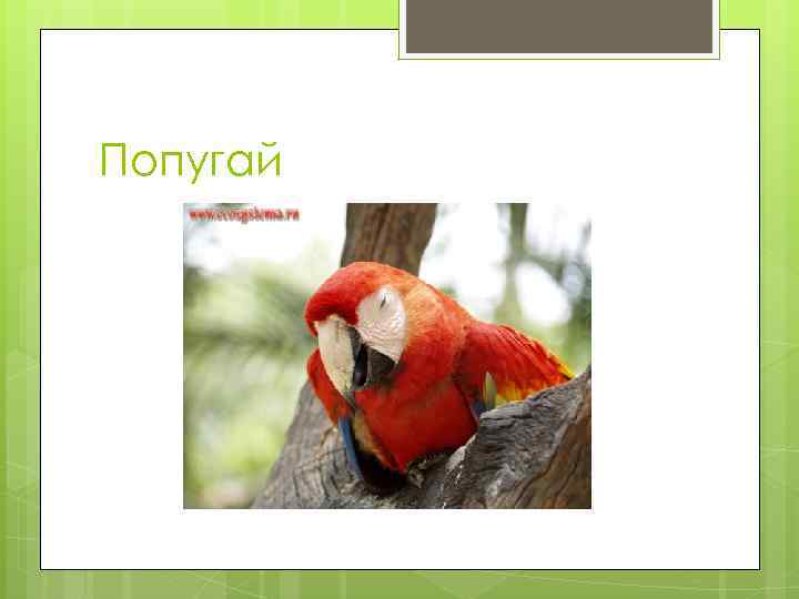 Попугай 
