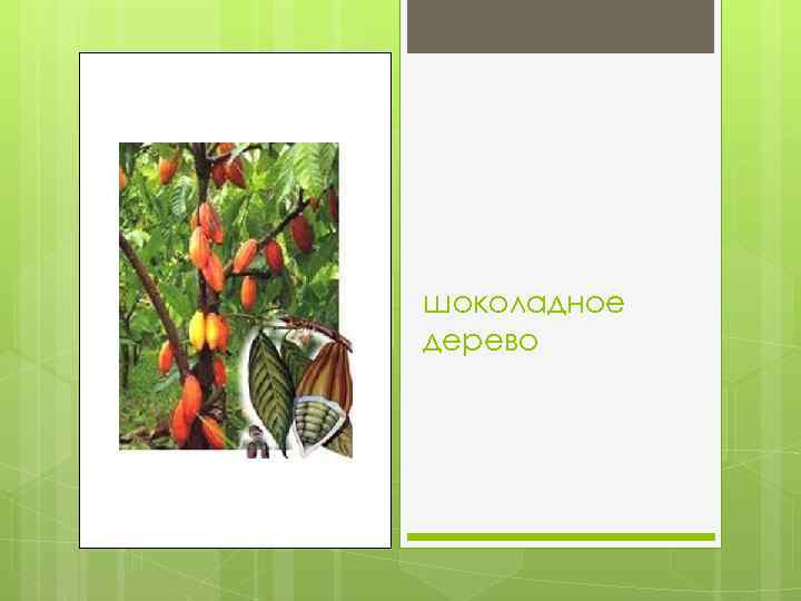 шоколадное дерево 