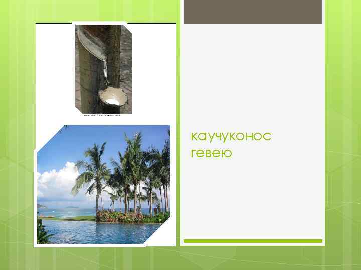 каучуконос гевею 