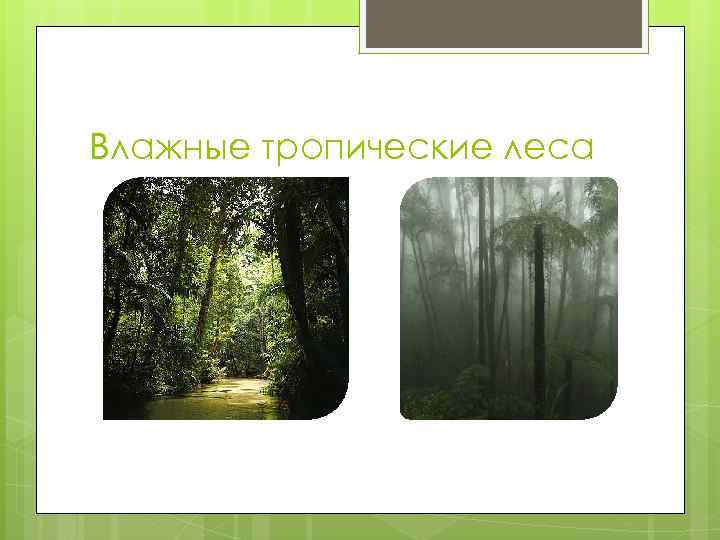 Влажные тропические леса 
