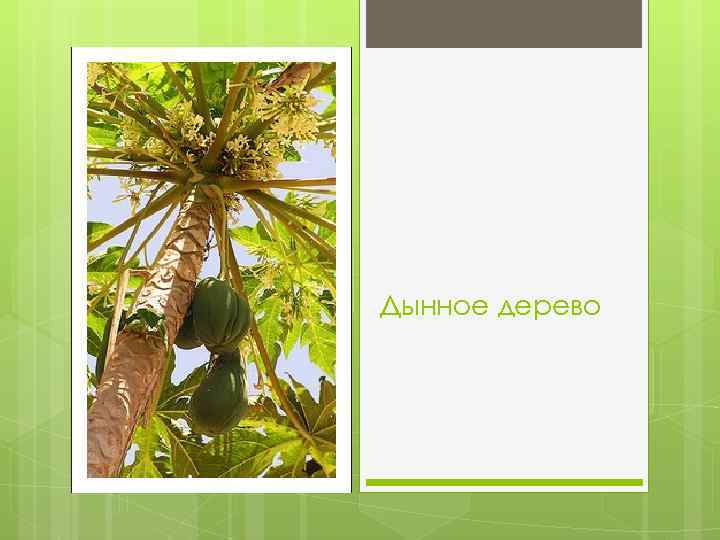 Дынное дерево 