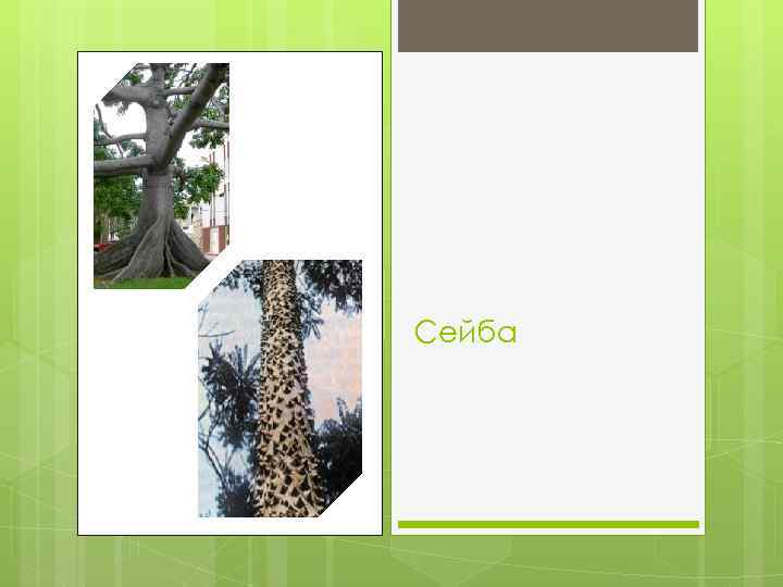 Сейба 