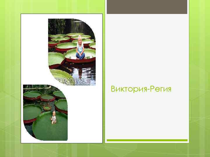 Виктория-Регия 