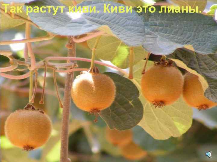 Так растут киви. Киви это лианы. 