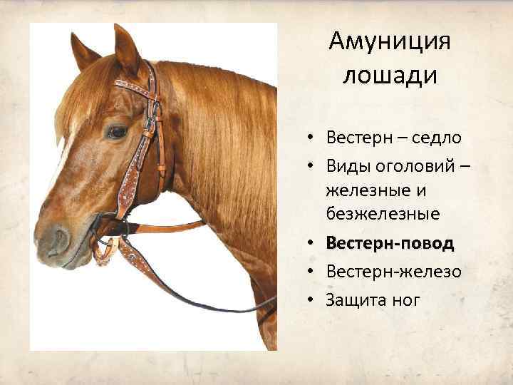 Амуниция лошади • Вестерн – седло • Виды оголовий – железные и безжелезные •