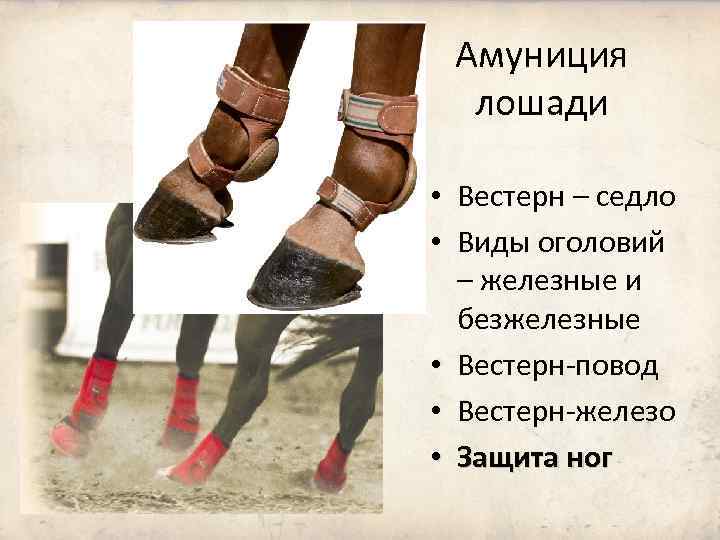 Амуниция лошади • Вестерн – седло • Виды оголовий – железные и безжелезные •