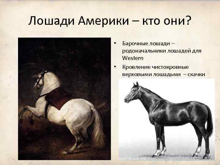 Лошади Америки – кто они? • Барочные лошади – родоначальники лошадей для Western •
