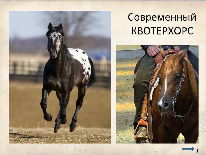 Современный КВОТЕРХОРС 1 