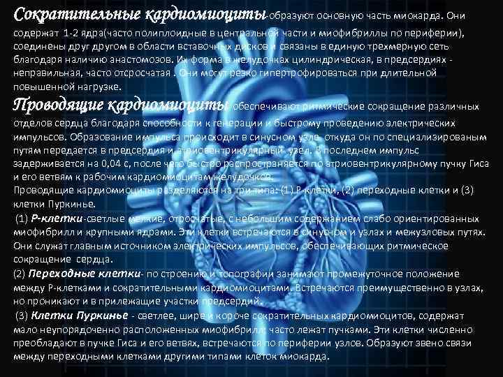 Сократительные кардиомиоциты-образуют основную часть миокарда. Они содержат 1 -2 ядра(часто полиплоидные в центральной части