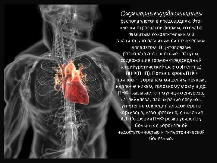 Секреторные кардиомиоциты располагаются в предсердиях. Этоклетки отросчатой формы, со слабо развитым сократительным и значительно