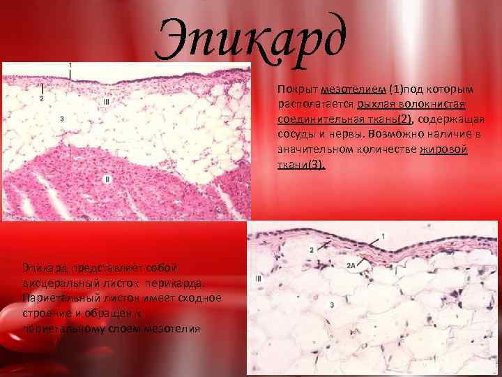 Эпикард Покрыт мезотелием (1)под которым располагается рыхлая волокнистая соединительная ткань(2), содержащая сосуды и нервы.
