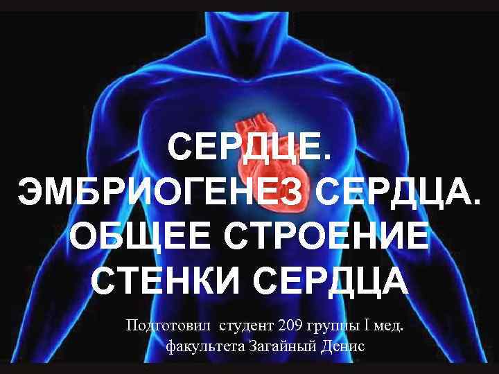 СЕРДЦЕ. ЭМБРИОГЕНЕЗ СЕРДЦА. ОБЩЕЕ СТРОЕНИЕ СТЕНКИ СЕРДЦА Подготовил студент 209 группы I мед. факультета