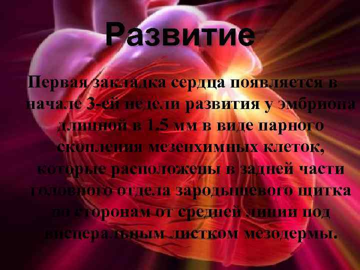 Развитие Первая закладка сердца появляется в начале 3 -ей недели развития у эмбриона длинной