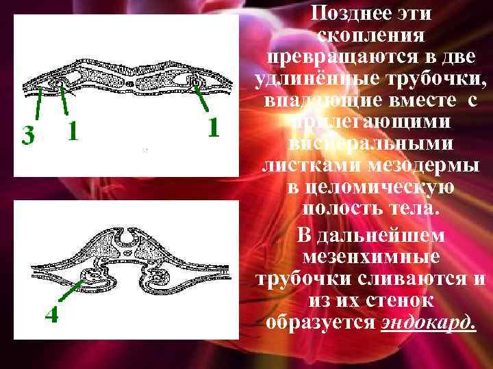 Позднее эти скопления превращаются в две удлинённые трубочки, впадающие вместе с прилегающими висцеральными листками