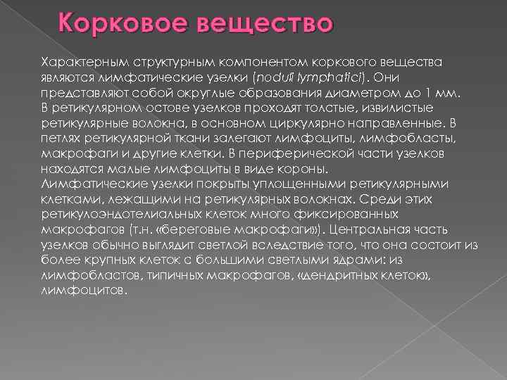 Корковое вещество Характерным структурным компонентом коркового вещества являются лимфатические узелки (noduli lymphatici). Они представляют