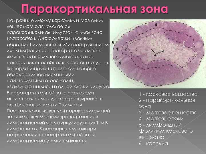 Новейший метод дающий точные и детальные изображения малейших изменений плотности мозгового вещества