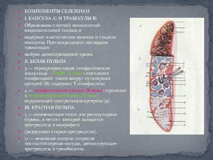 Строение селезенки человека фото с описанием