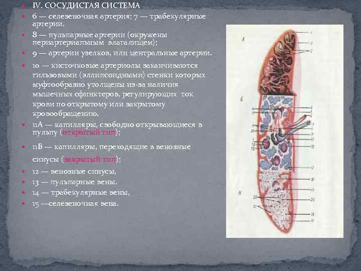  IV. СОСУДИСТАЯ СИСТЕМА 6 — селезеночная артерия; 7 — трабекулярные артерии. 8 —