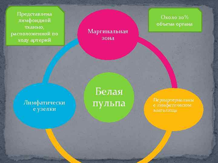 Представлена лимфоидной тканью, расположенной по ходу артерий Лимфатически е узелки Около 20% объема органа