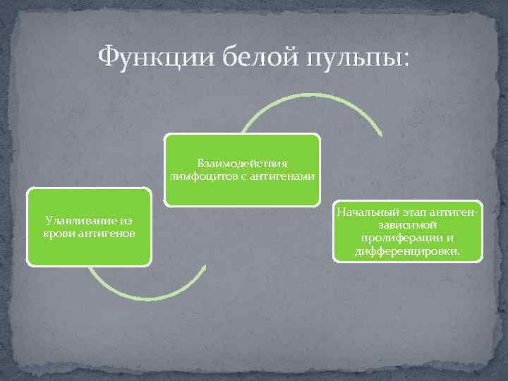 Функции белой пульпы: Взаимодействия лимфоцитов с антигенами Улавливание из крови антигенов Начальный этап антигензависимой