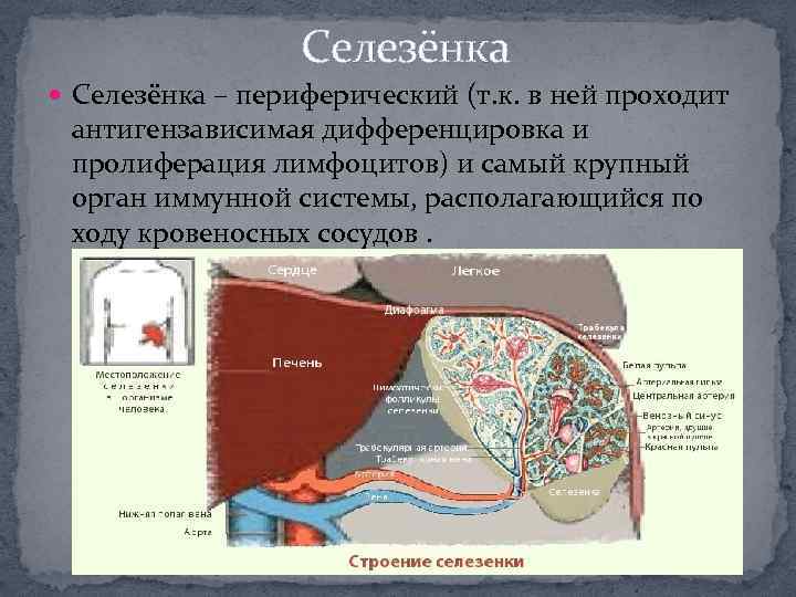 Селезёнка – периферический (т. к. в ней проходит антигензависимая дифференцировка и пролиферация лимфоцитов) и