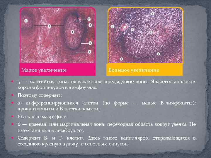 Малое увеличение Большое увеличение 5 — мантийная зона: окружает две предыдущие зоны. Является аналогом