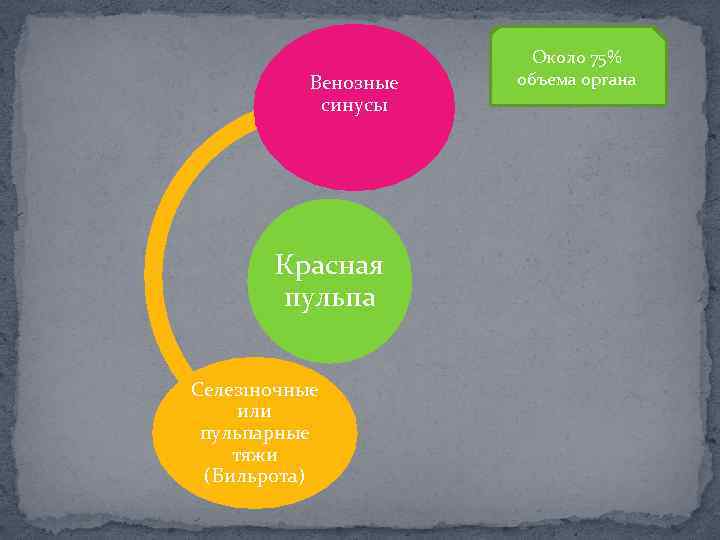 Венозные синусы Красная пульпа Селез 1 ночные или пульпарные тяжи (Бильрота) Около 75% объема