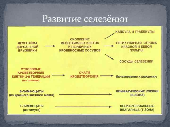 Ведущие источники развития. Источник развития селезенки. Эмбриональные источники развития селезенки. Источник развития селезенки гистология. Развитие селезенки анатомия.