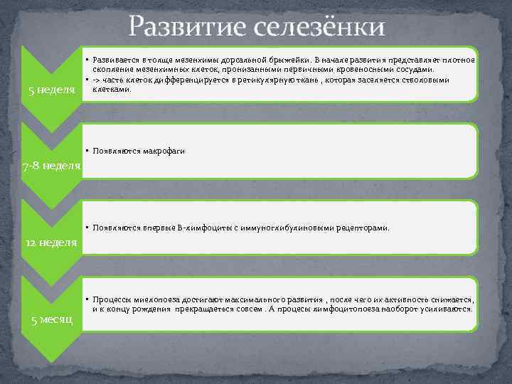 Развитие селезёнки 5 неделя • Развивается в толще мезенхимы дорсальной брыжейки. В начале развития