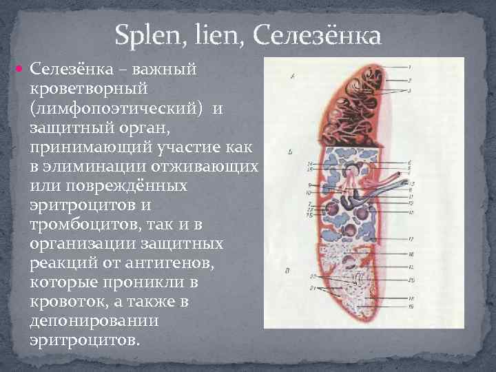 Splen, lien, Селезёнка – важный кроветворный (лимфопоэтический) и защитный орган, принимающий участие как в