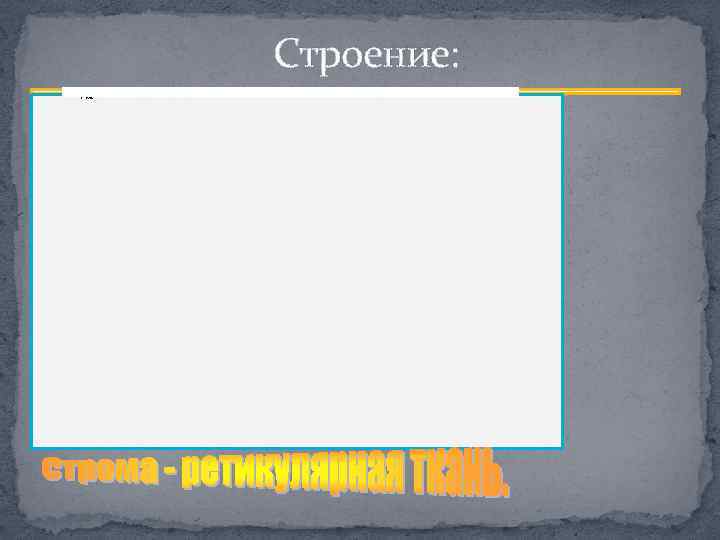 Строение: Покрытие(5 -7% всего органа) • • Брюшина; Капсула(из плотной волокнистой соед. ткани) Паренхима