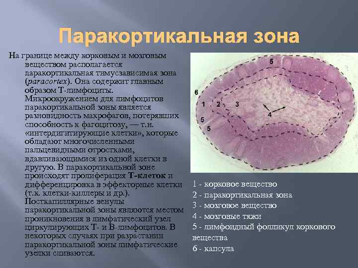 Зоны вещества. Процессы в паракортикальной зоне. Паракортикальная зона гистология. Клетки паракортикальной зоны. Процесс в корковом веществе.