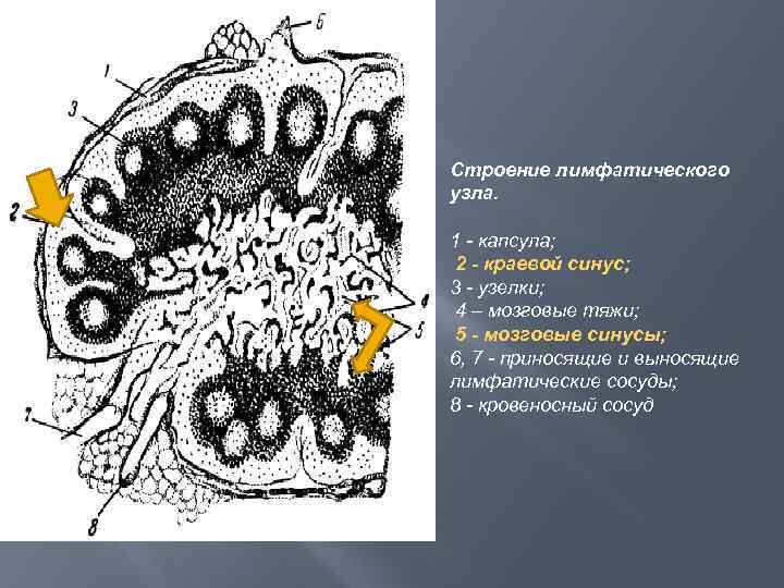 Строение лимфатического узла. 1 - капсула; 2 - краевой синус; 3 - узелки; 4