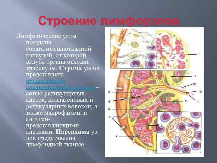 Строение лимфоузлов Лимфатические узлы покрыты соединительнотканной капсулой, от которой вглубь органа отходят трабекулы. Строма