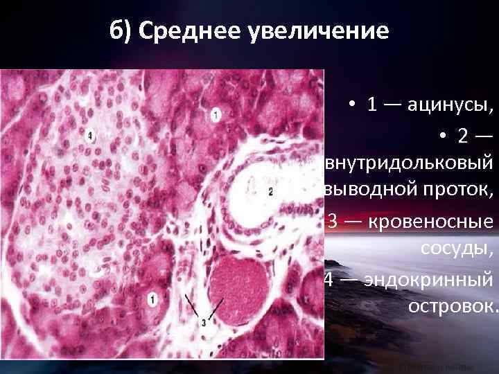 б) Среднее увеличение • 1 — ацинусы, • 2 — внутридольковый выводной проток, •