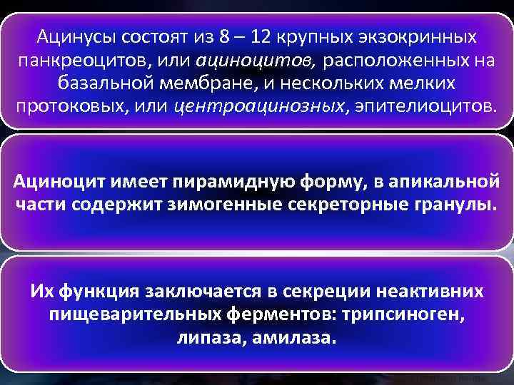 Ацинусы состоят из 8 – 12 крупных экзокринных панкреоцитов, или ациноцитов, расположенных на базальной